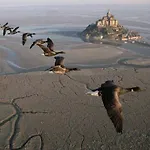 Nature Mont St-michel * Genêts