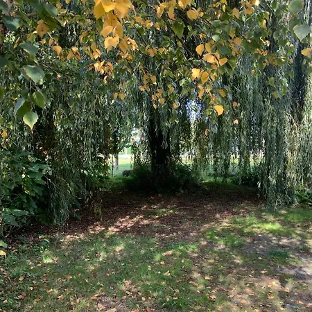 Nature Mont St-michel Genêts
