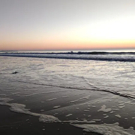 Nature Mont St-michel * Genêts