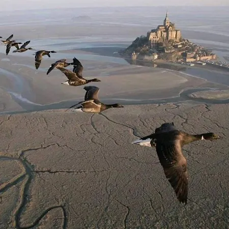 Nature Mont St-michel * Genêts