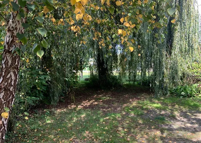 Nature Mont St-michel Genêts