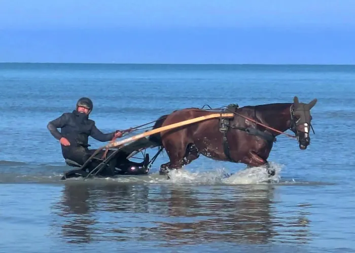 Nature Mont St-michel * Genêts