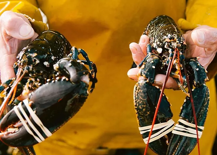 Nature Mont St-michel * Genêts