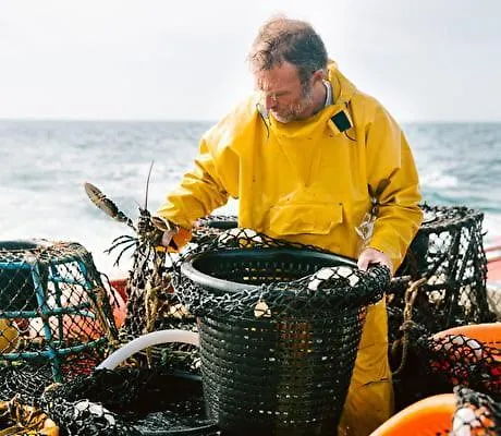 Nature Mont St-michel Genêts