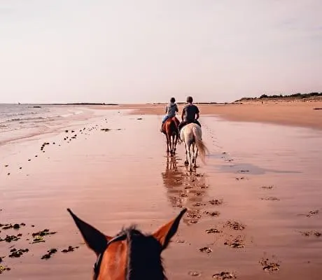 Nature Mont St-michel * Genêts