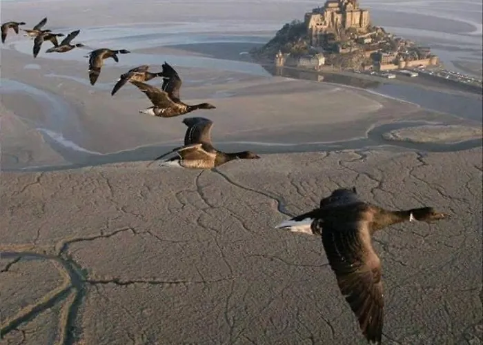 Nature Mont St-michel * Genêts